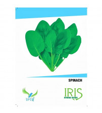 Iris OP Spinach / Palak 100 Seeds